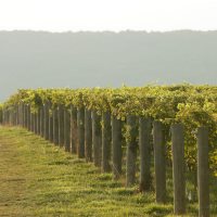 Big Cork Vineyards Best Wineries in Maryland