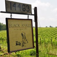 Black Ankle Vineyards Best Wineries in MD