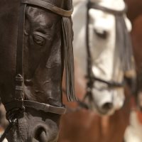 City Ranch MD Horseback Riding