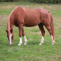 Elk Mountain Trails Horseback Riding In MD