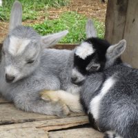 Clarks Elioak Farm Petting Zoos In MD