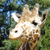 Pumpton Park Zoo Animal Party Services In Cecil County Maryland